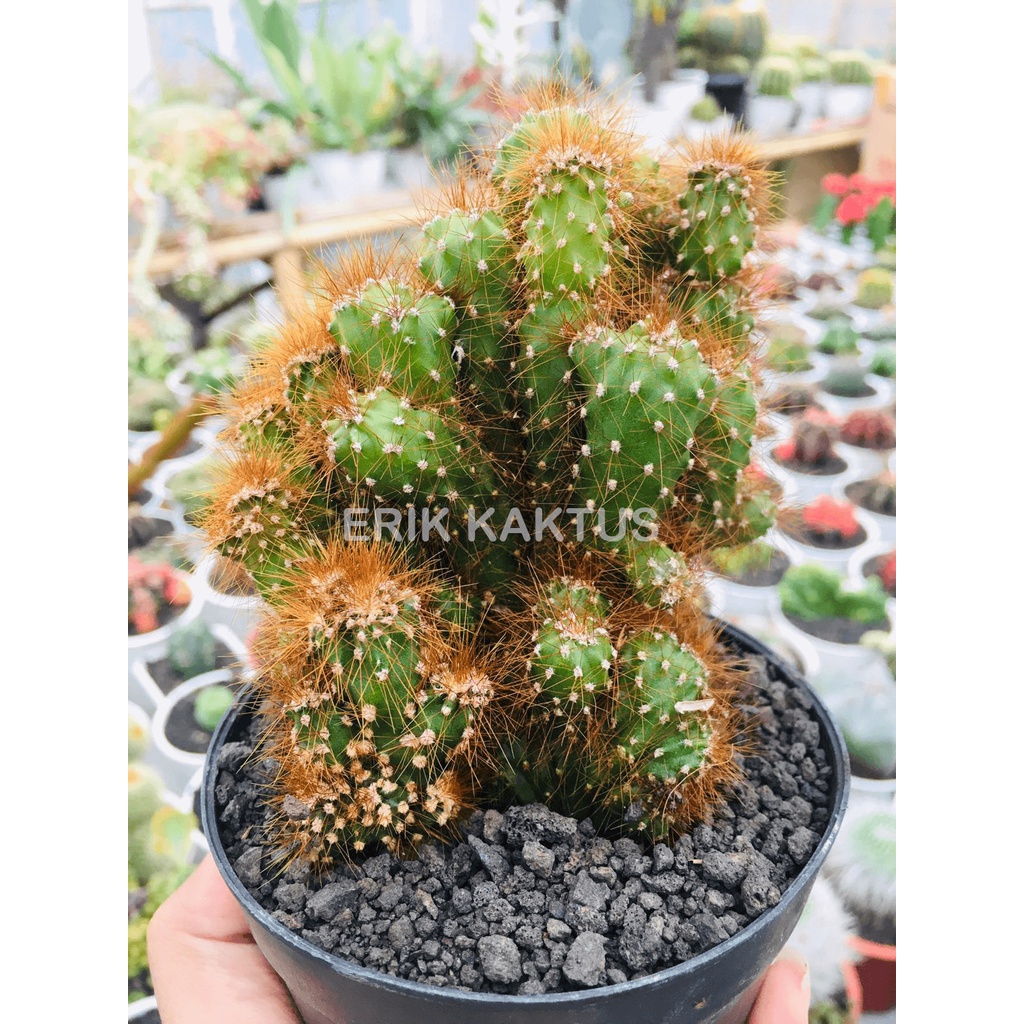 Kaktus Karang Cereus Cristata Ownroot - Bonus Pot