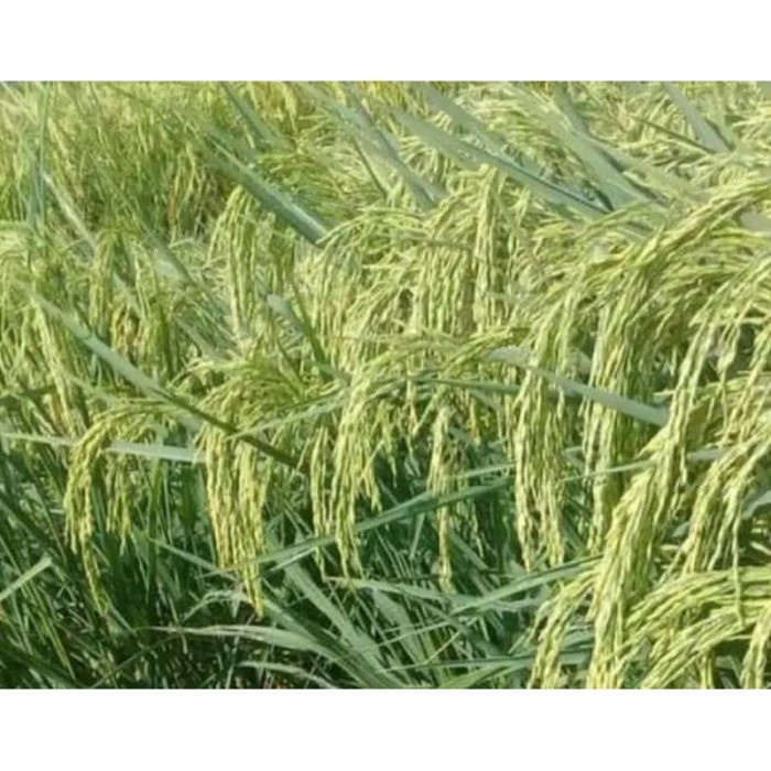 benih padi hibrida mapan 02 umur pendek 1 kg