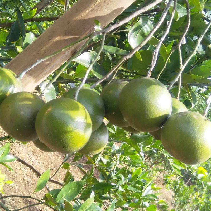 

khusus pengiriman pulau jawa 1/2 kg buah jeruk siam madu masih fres langsung petik pohon jeruk peras