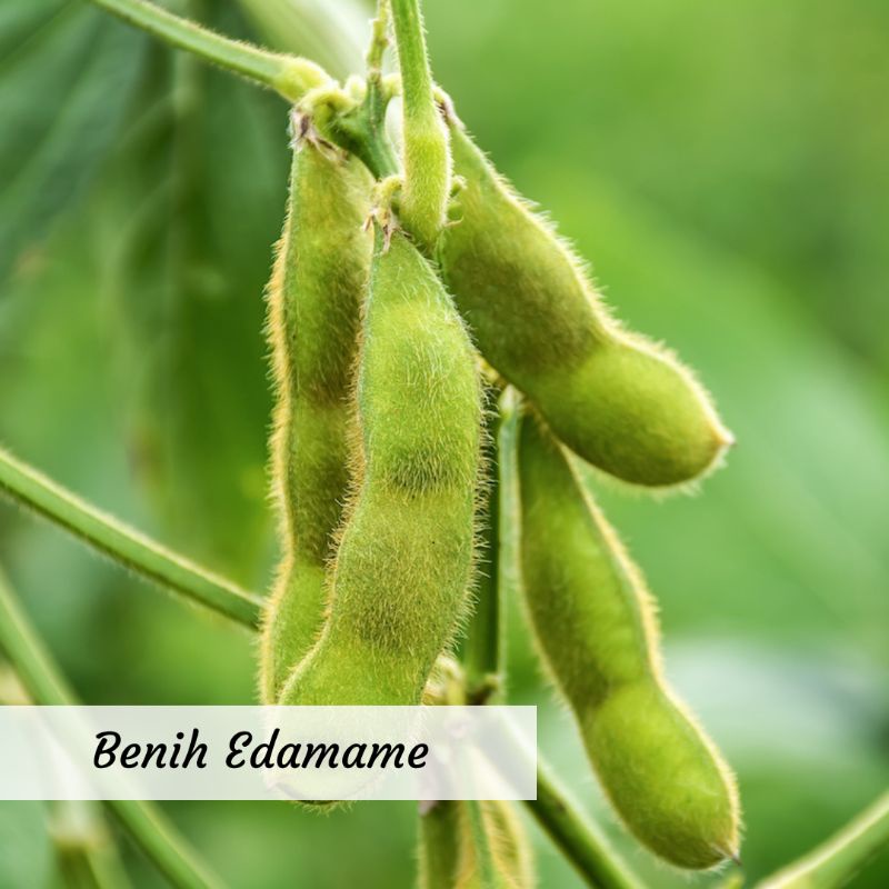 Benih Edamame Benih Sayuran