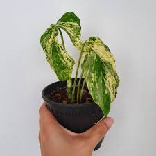 Tanaman Hias Amydrium Variegata