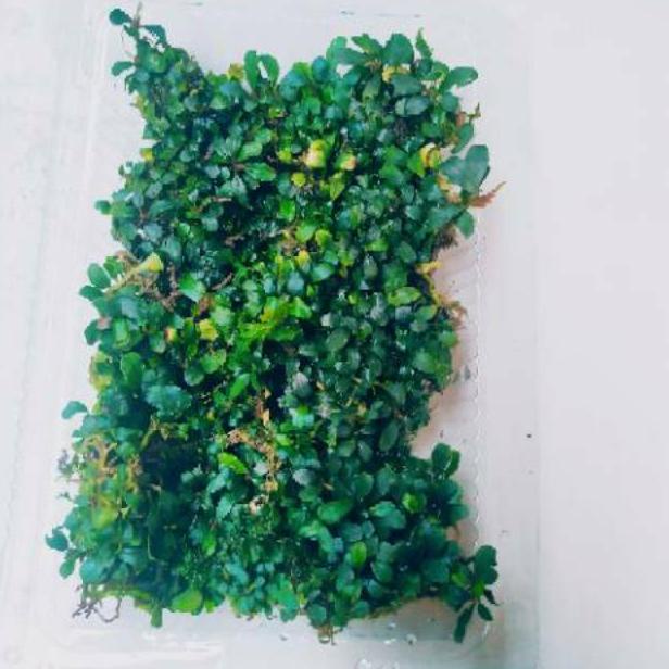 PALING DIMINATI bucephalandra mini  micro silver porsi mika