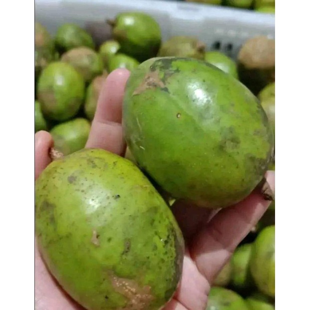 

TERBAIK 1kg BUAH KEDONGDONG SEGAR BUAT RUJAk DAN. ASINAN