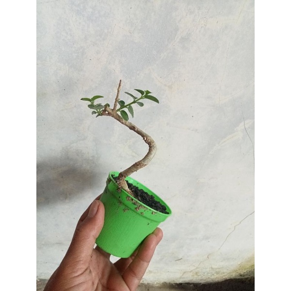 bonsai Sancang mame tanaman hidup 15k