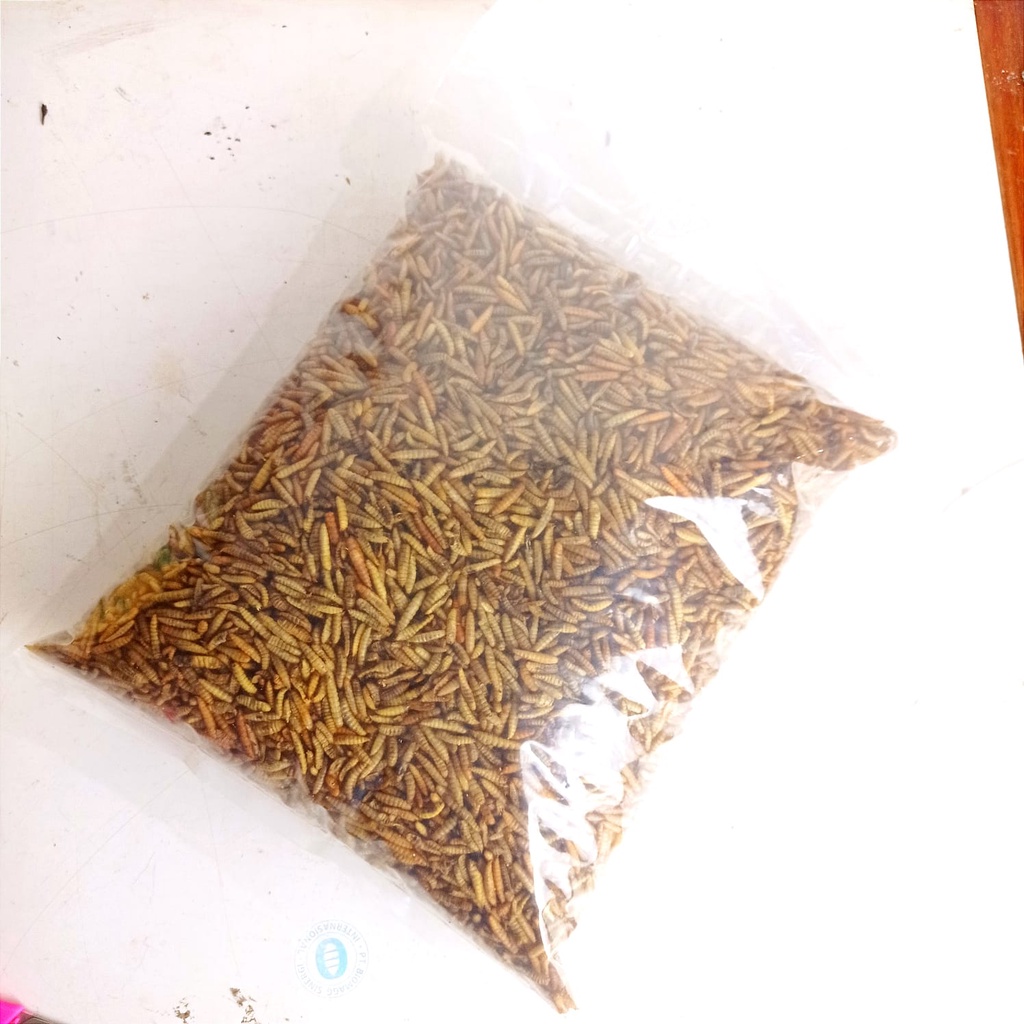 Manggot Bsf Manggot Kering Pakan Ikan Predator Louhan Channa Arwana