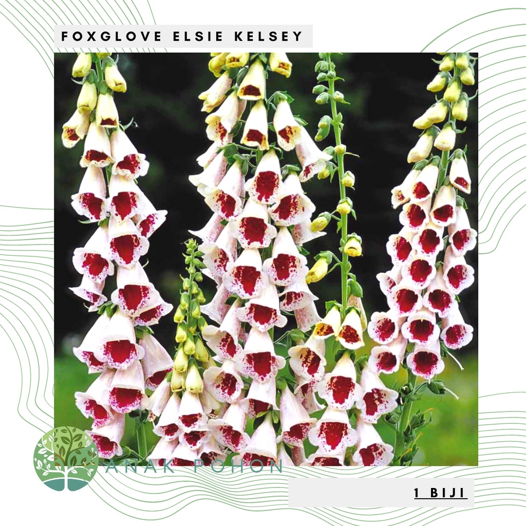 Benih Bibit Biji - Bunga Foxglove Elsie Kelsey Digitalis purpurea Flower Seeds - IMPORT