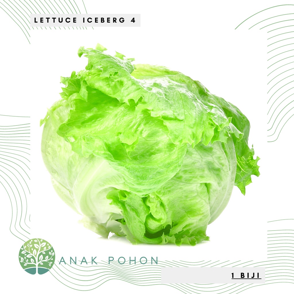 Benih Bibit Biji - Lettuce Iceberg 4 Selada Bokor Renyah Seeds - IMPORT UK