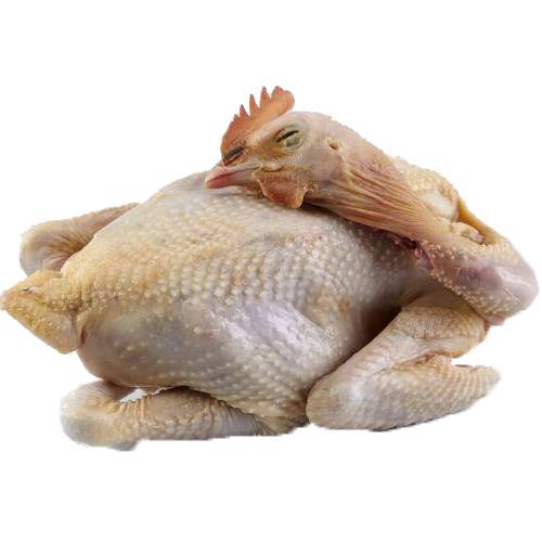 

Ayam kampung segar utuh