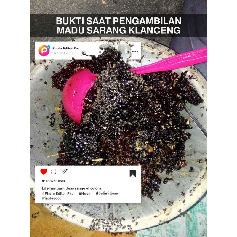 

Madu sarang liar klanceng bees bee kualitas terbaik madu murni madu asli madu alami madu mentah