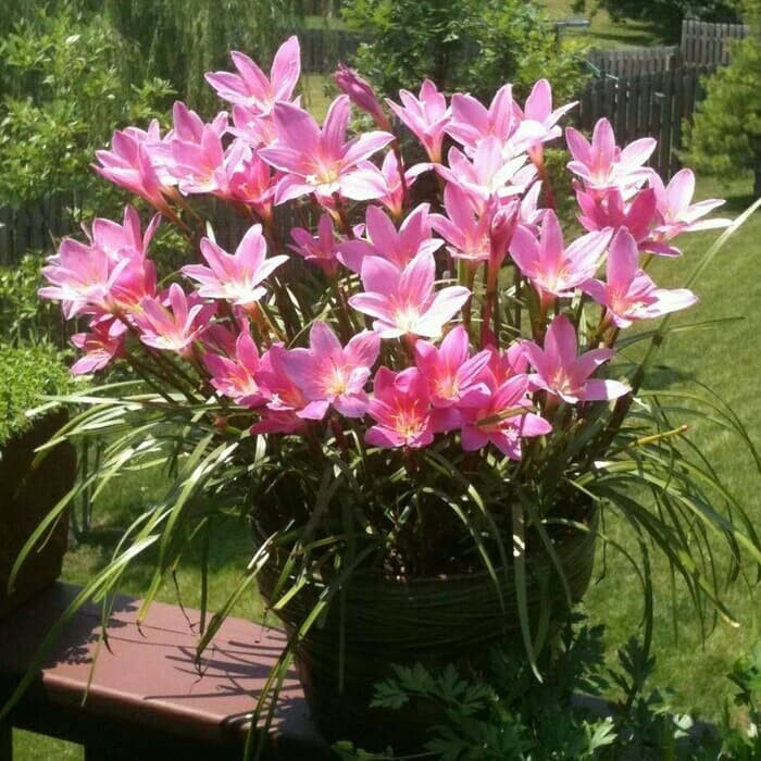 BUNGA LILI HUJAN RAIN LILY BAWANG BAWANGAN PAKET HEMAT