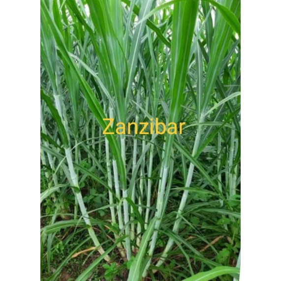 Bibit Rumput Zanzibar 1kg isi ±20-30 batang stek bisa kirim ke seluruh indonesia