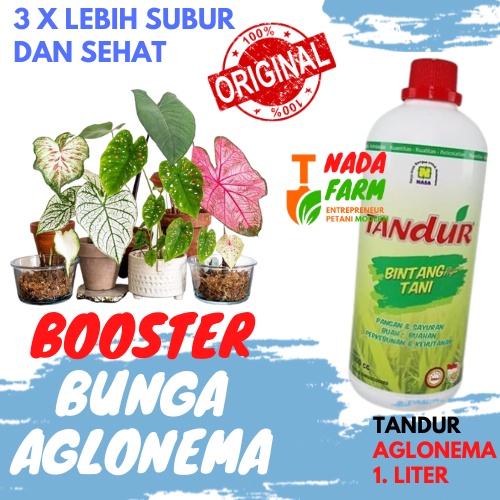 Pupuk Cair Penyubur Daun Aglonema / Pupuk Penyubur Bunga Aglonema / Pengkilap Daun Aglonema / Pupuk 