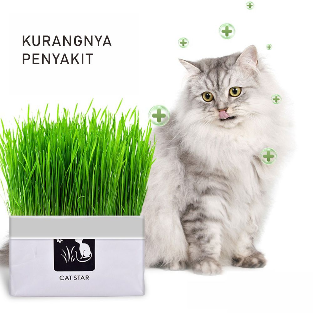 Paket Tumbuh Benih Gandum Premium Rumput Kucing