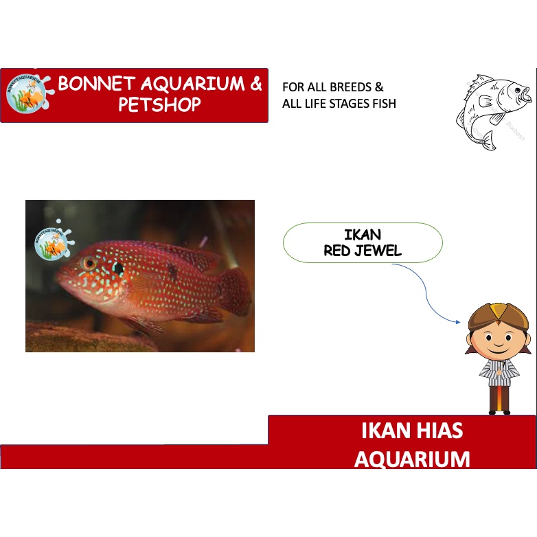 IKAN HIAS RED JEWEL IKAN CICHLID