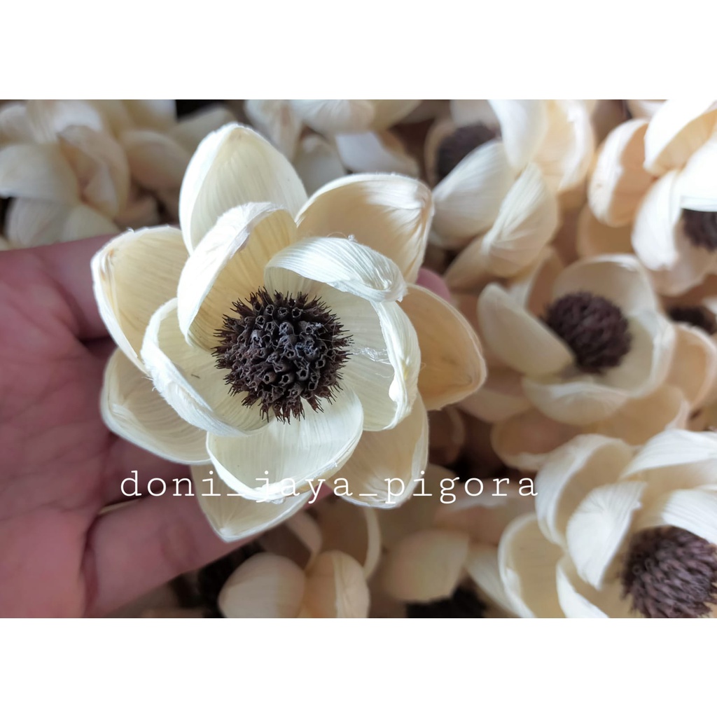 Bunga Klobot Teratai 7cm