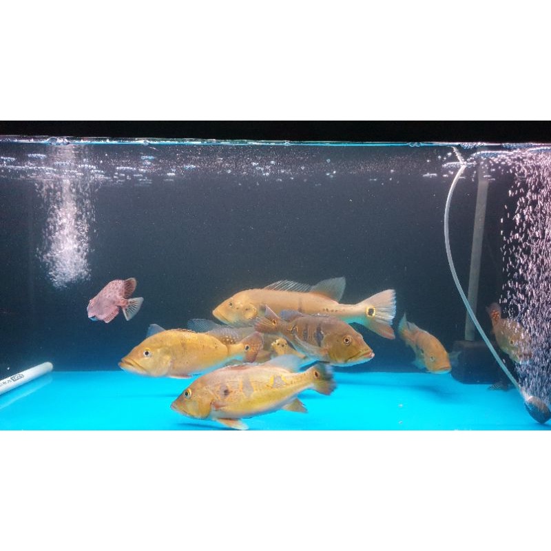 pbass orinoco 10-12cm