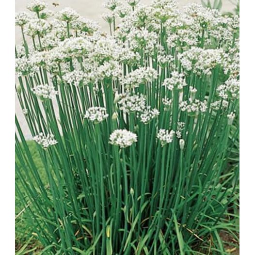 20 Biji Bibit Sayuran Daun Bawang Kucai F1 Hibrida