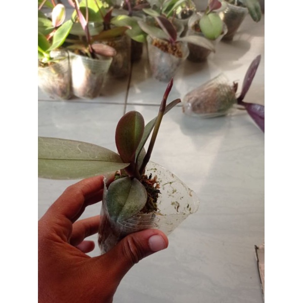 Anggrek Bulan Remaja Spike