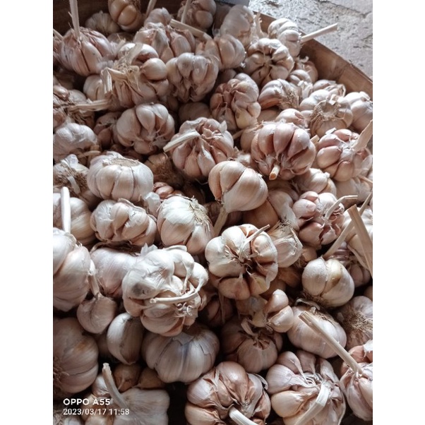 

Bawang putih/bawang