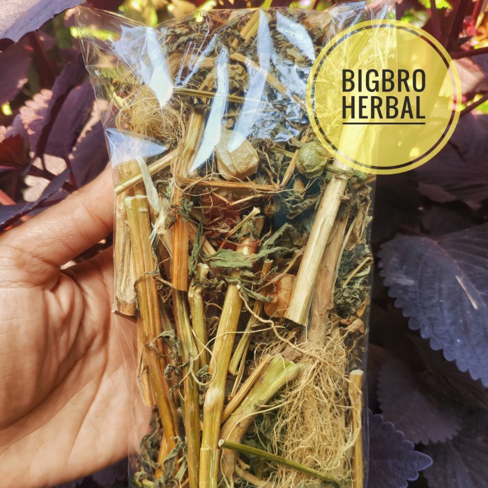 CIPLUKAN KERING MURAH POHON CIPLUKAN CECENDET OBAT HERBAL DIABETES PROMO