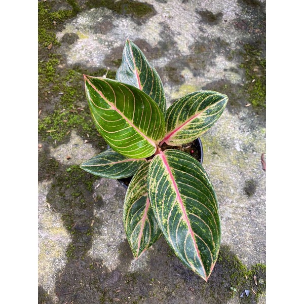 aglonema veronica golden