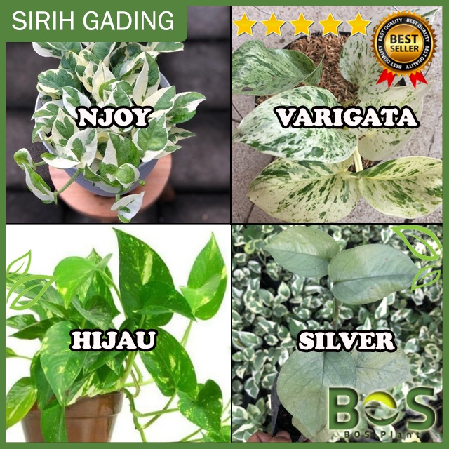 Bosplant - Tanaman Hias Sirih Gading Njoy / Silver compact /  Hijau / Varigata