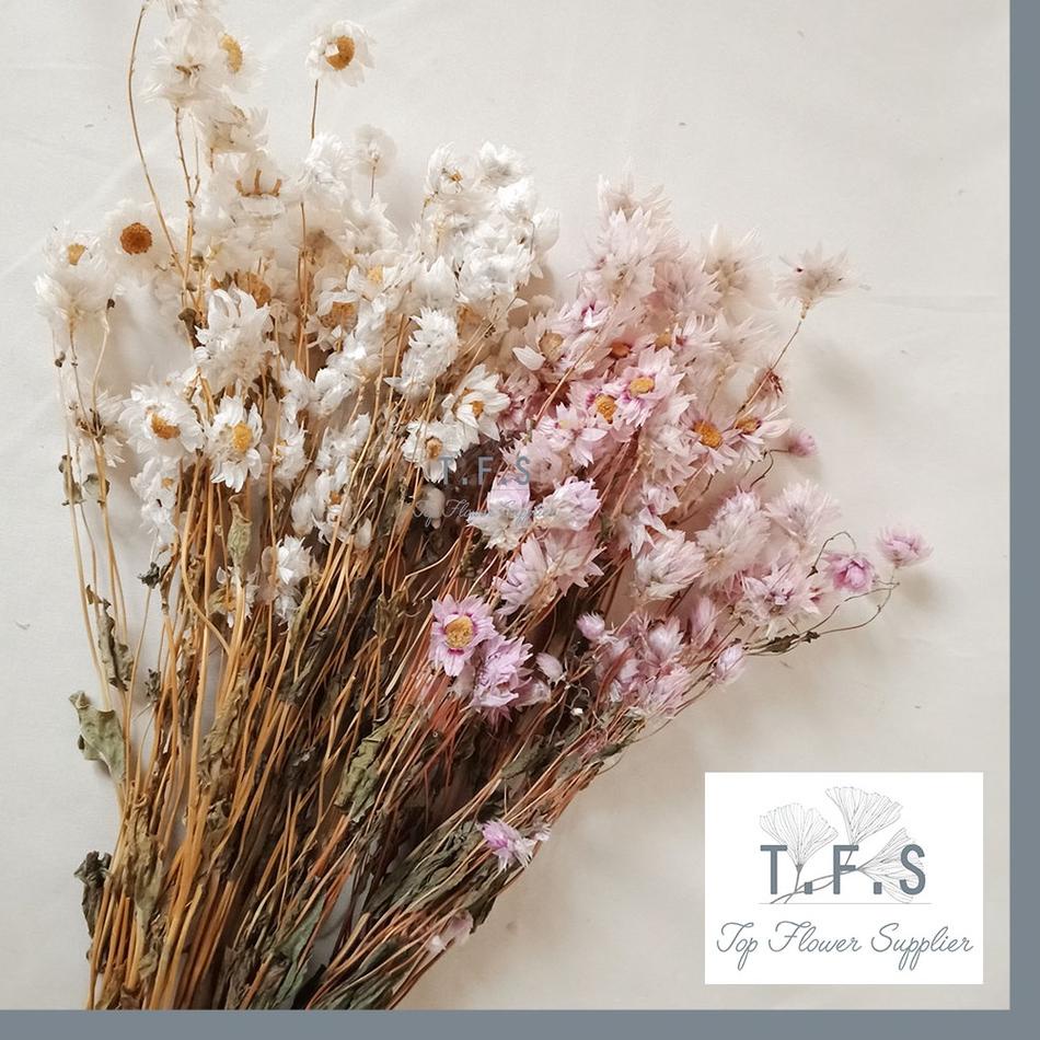 ✅Swip up Preserved Daisy Rodanthe Dried Flower Tanaman Asli