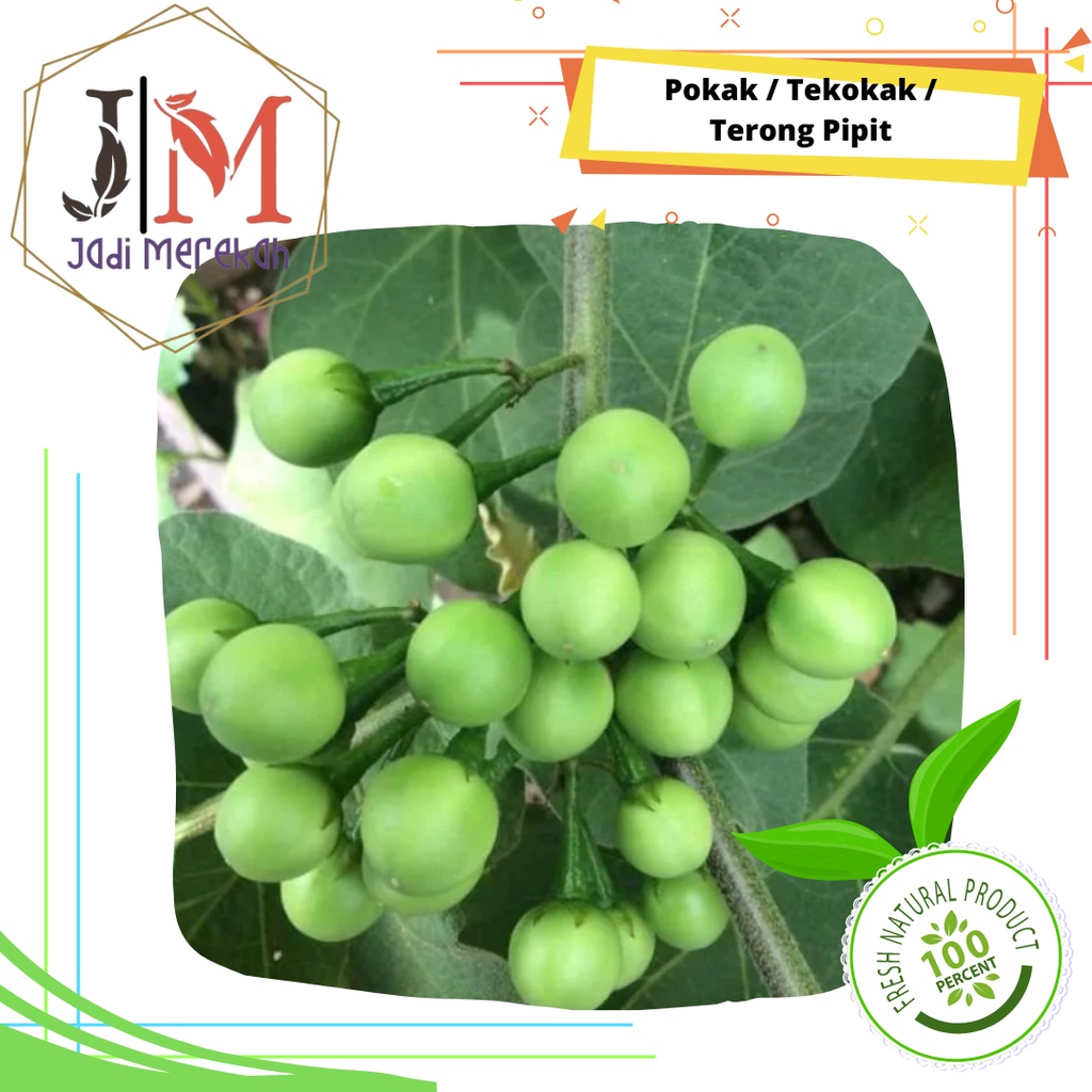 

[JM SoFresh] - Pokak / Tekokak / Terung Pipit