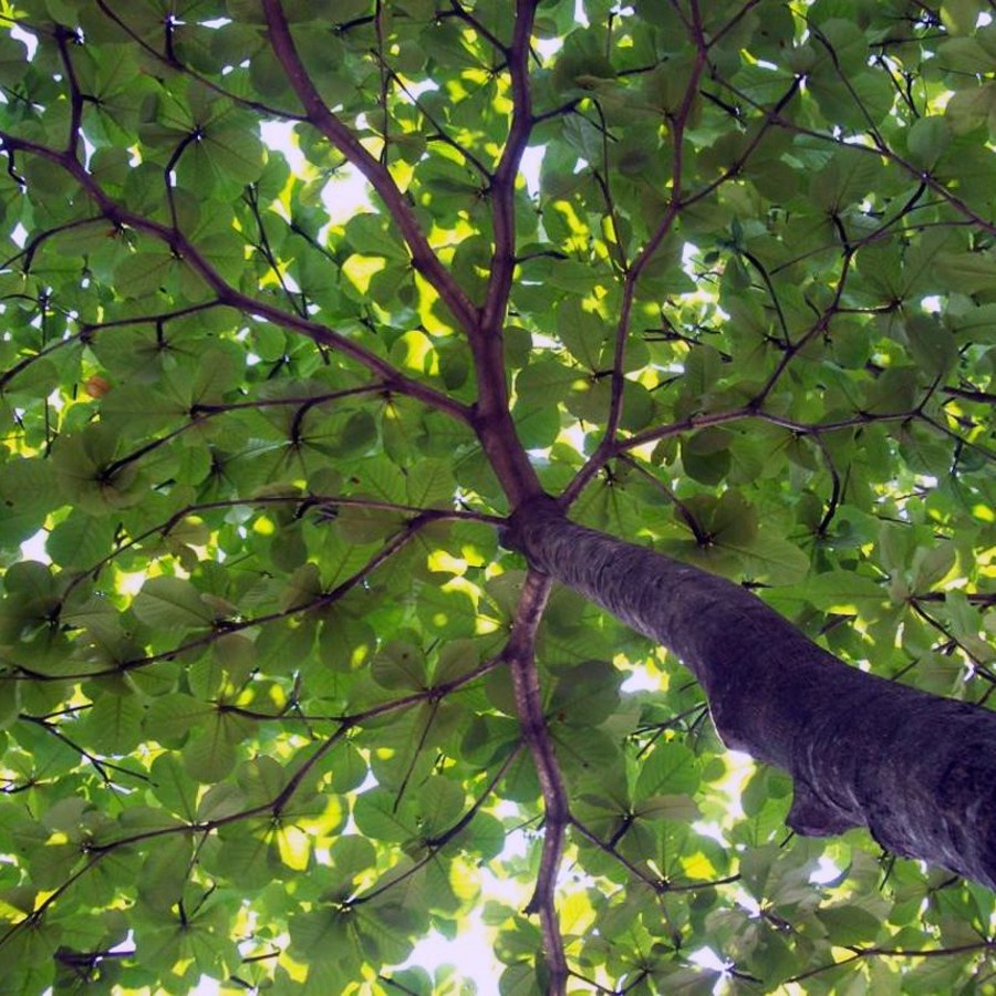 Bonsai Bonsae Ketapang Laut Katapang Terminalia Catappa Peneduh 001