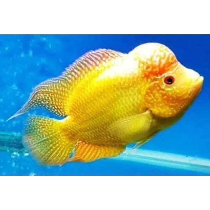 Patung GB golden base lohan import