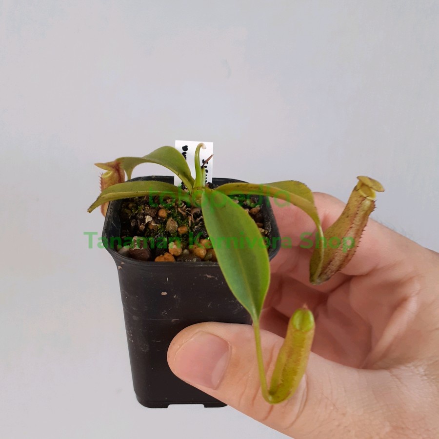 Nepenthes (Spathulata x Boschiana) x Philippinensis Tanaman Karnivora