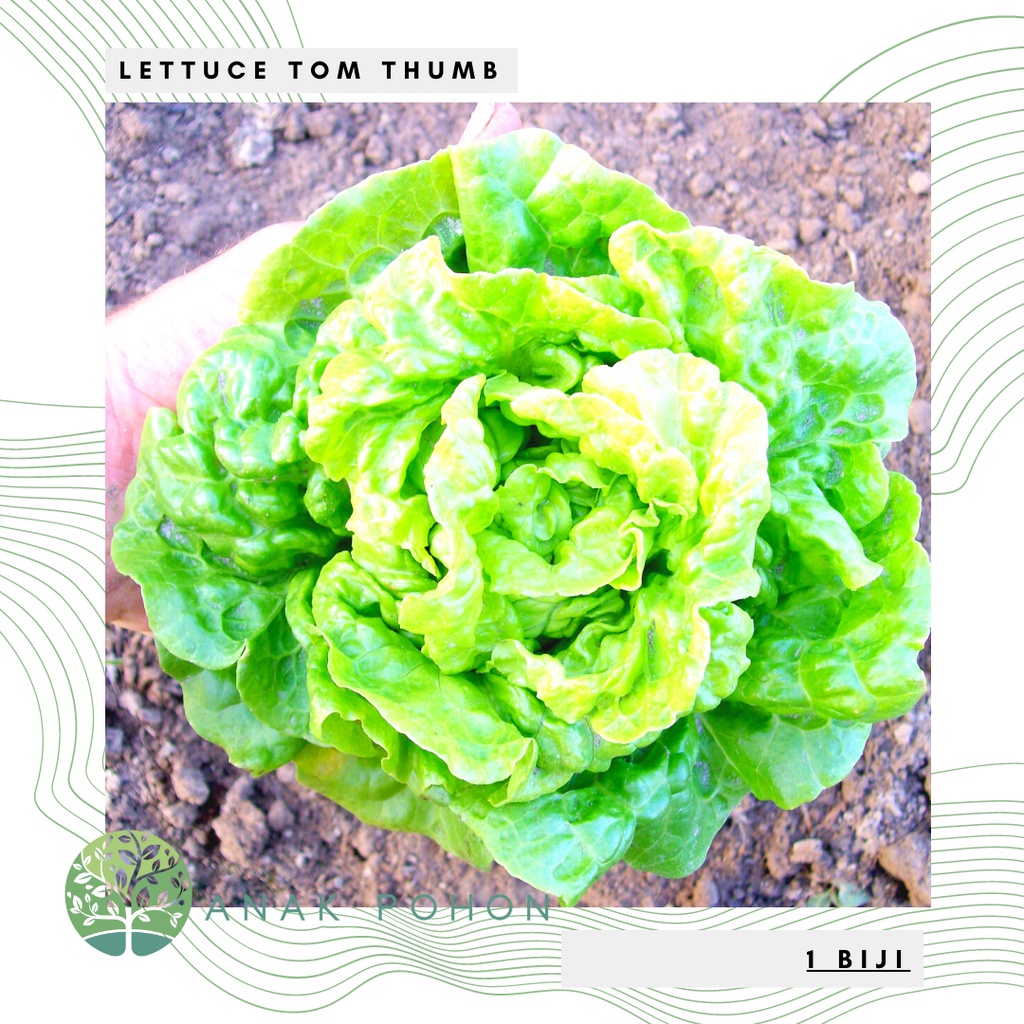 Benih Bibit Biji - Lettuce Tom Thumb Buttercrunch Selada Mini Butterhead Seeds - IMPORT