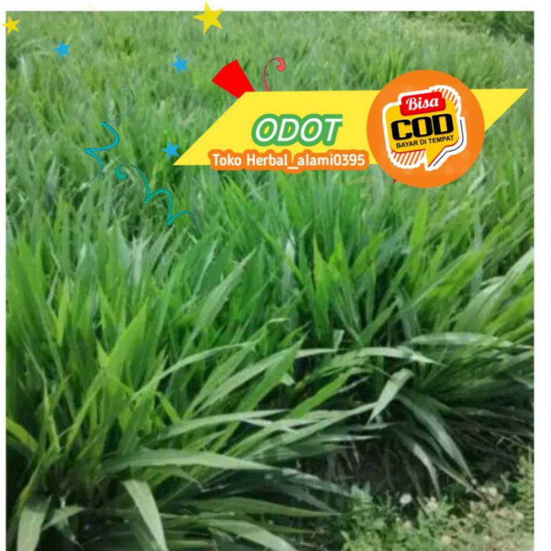 RUMPUT ODOT SEGAR UNYUK PAKAN HEWAN KELINCI,SAPI,DOMBA,KELINCI PER1 KG