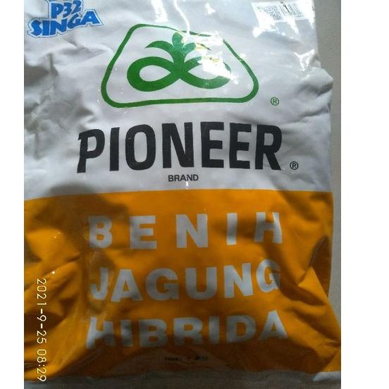 >XG34448< BENIH JAGUNG PIONER P32 SINGA 1 KG