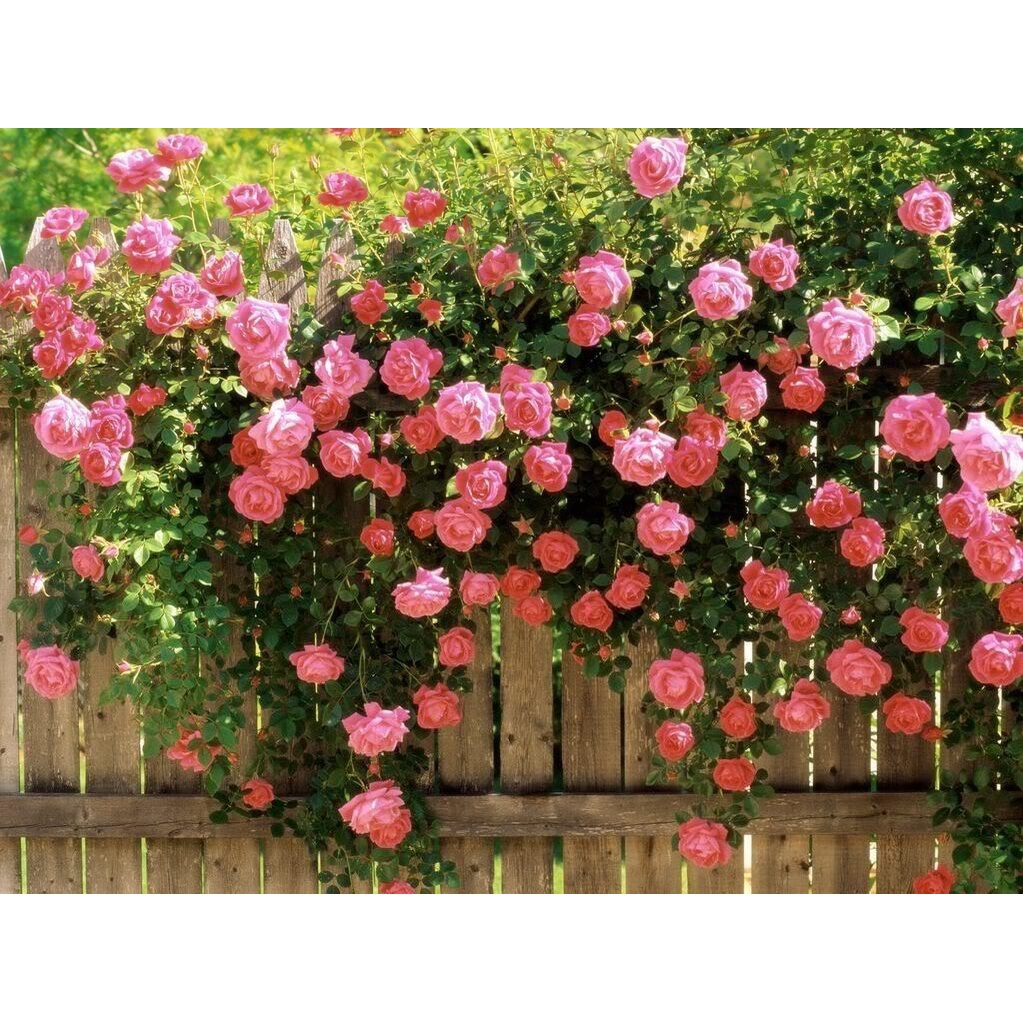 Benih Bibit Biji - Bunga Mawar Rambat Pink / Pink Climbing Rose Flower Seeds - IMPORT