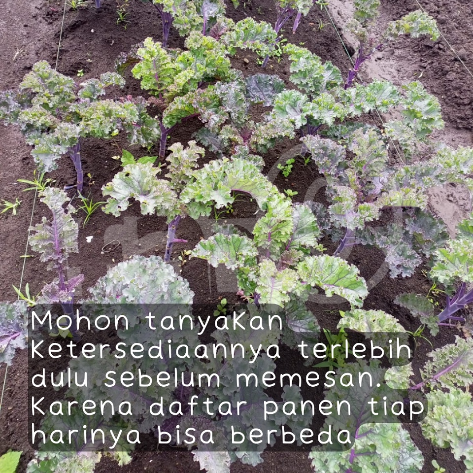 

Kale Red Scarlet Kale Ungu FAM Organik Sayur Segar Fresh Vegetable