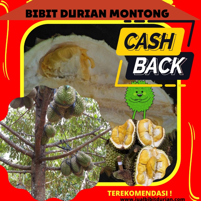 Bibit Durian Montong, Bibit Durian Cepat Berbuah