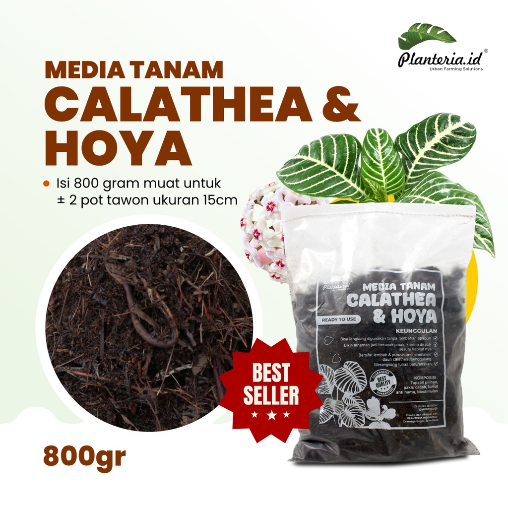 Media Tanam Calathea-Calathea Crimson 800gr sesuai habitat asli dengan tambahan nutrisi