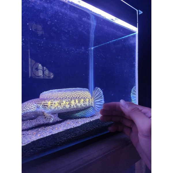 ChanaAURANTI SuperGONDRONG