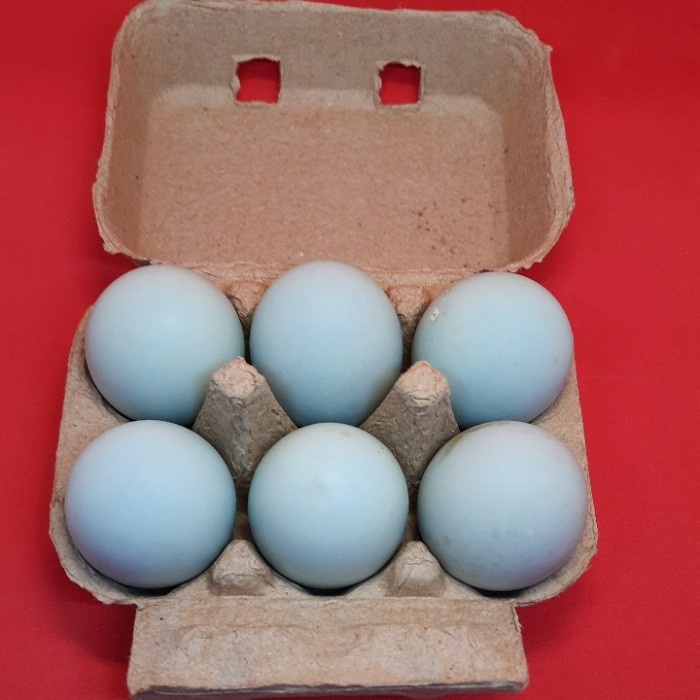 

PAKET 6 PCS OLEH2 NUSANTARA TELOR ASIN FRESH ORANGE BERMINYAK MASIR