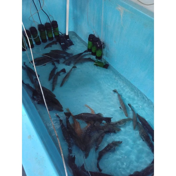 

Ikan kakap putih Barramundi Hidup