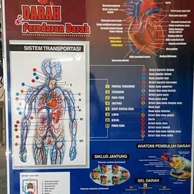 POSTER ANATOMI MANUSIA DAN ALAT ALAT TUBUH / GAMBAR DINDING lge04