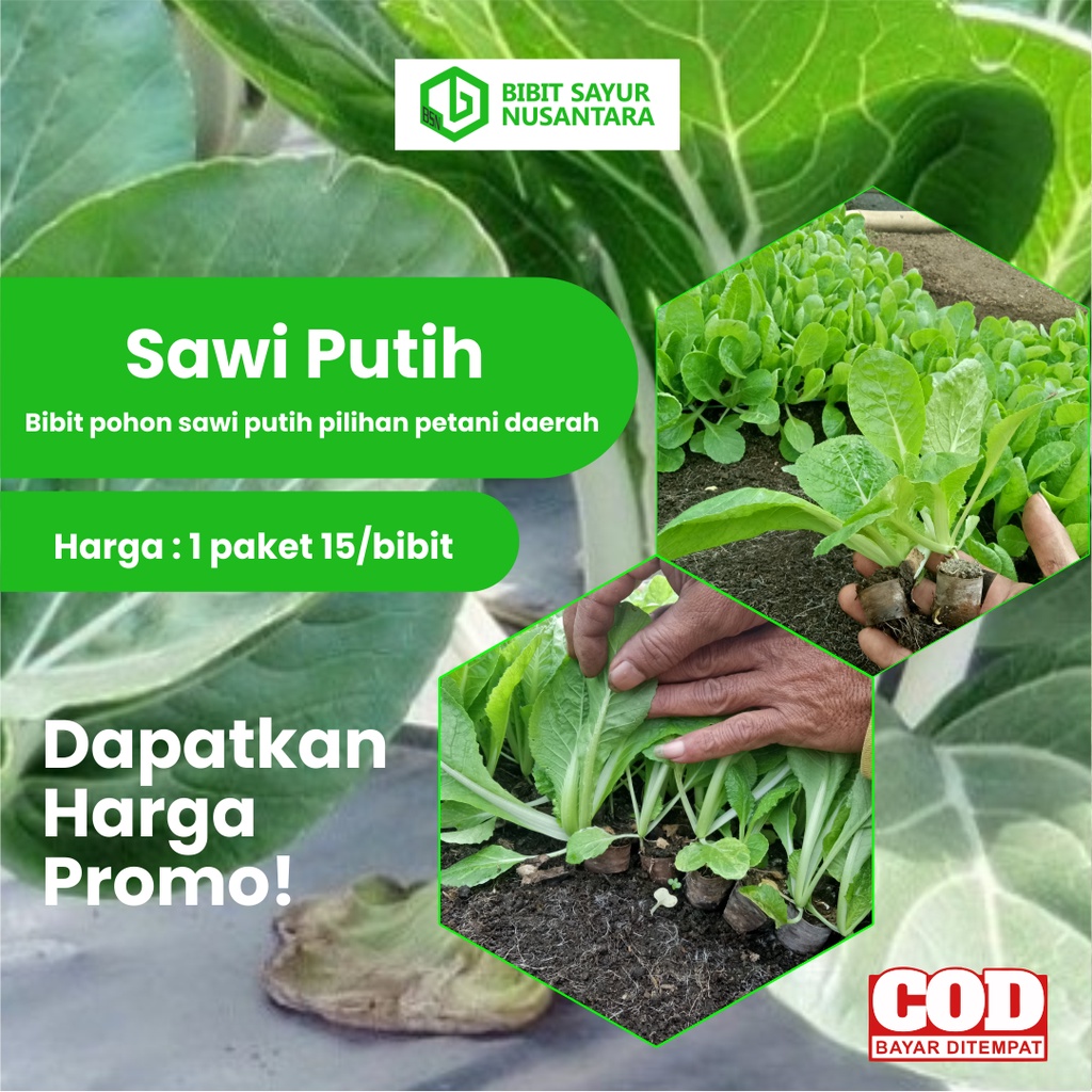 Bibit sawi putih/Bibit sawi putih dataran rendah, bibit siap tanam, ukuran tinggi pohon 10 - 15cm