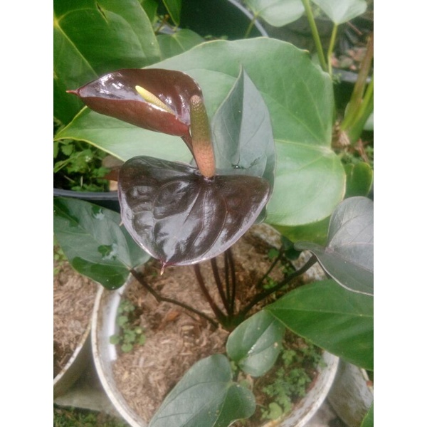 anthurium black beauty
