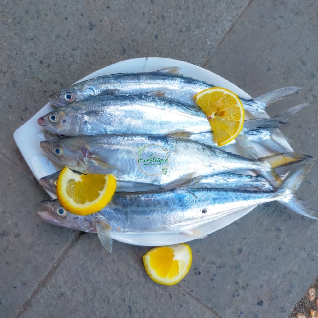 

Ikan Tenggiri baby Segar 1kg Ikan Laut Murah Kaya Omega 3 Frozen Food Cikarang