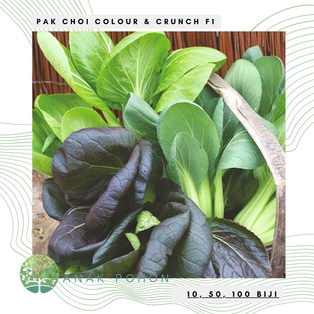 Benih Bibit Biji - Pak Choi Colour &amp; Crunch F1 Sawi Pakcoy Campuran Seeds - IMPORT