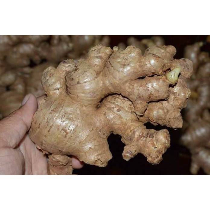 

Jahe Putih Segar Besar 1kg / Jahai Gajah Super Fresh