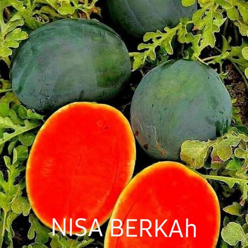 50 benih semangka super tanpa biji bibit unggul