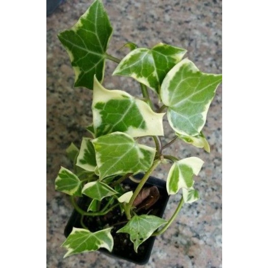 English ivy variegata daun tebal