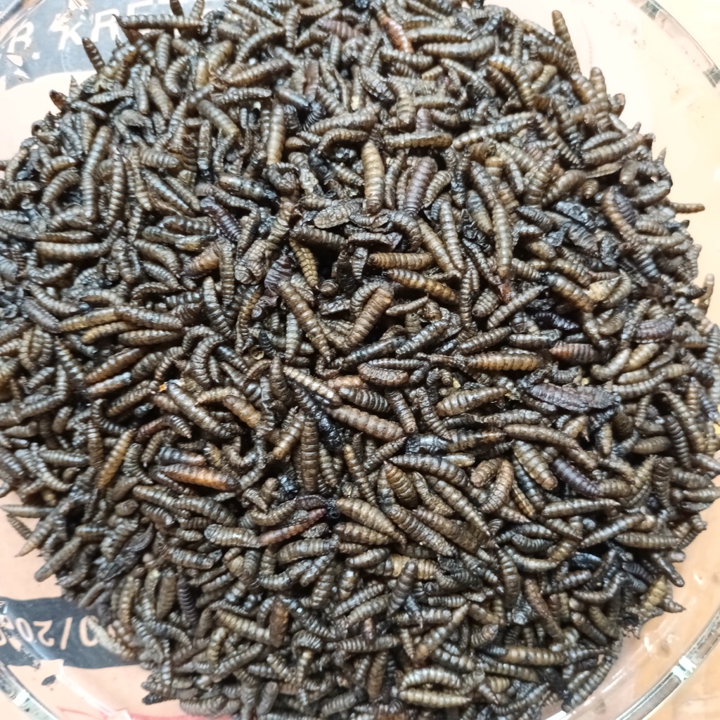 NEW Maggot Hitam Darker Extra Melanine | Pakan Ikan Channa, Predator, Koi, Arwana dan Ikan Hias | Me